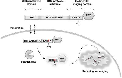 Micro-PET imaging of hepatitis C virus NS3/4A protease activity using a protease-activatable retention probe